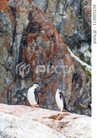 Shinstrap Penguins in the snow 113005239
