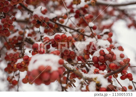 Winter's Crimson Beauty: Snow-Covered Rowan in Rural Landscape. Enchanting Winter Scenes: Capturing the Festive Red Rowan in a Snow-Covered Countryside Winter's Crimson Beauty: Snow-Covered Rowan in Rural Landscape. Enchanting Winter Scenes: Capturing the Festive Red Rowan in a Snow-Covered Countryside 113005353