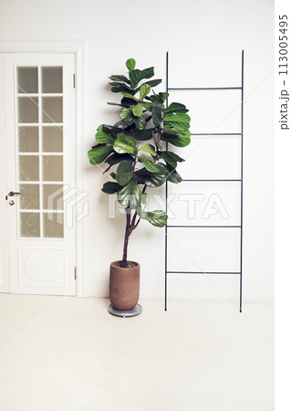 Interior design with plant Ficus lyrata, door, ladder. White background with copy space. Template, mock up for your design, items, art, decor. 113005495