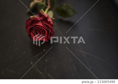 Beautiful red rose on a black scratched background. Backdrop with copy space, empty, isolated on black. Template, mock up for your design, text, card, product, presentation, art. 113005499
