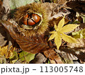 栗の実と落ち葉 113005748