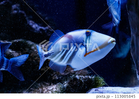 Fish Painted Triggerfish Rhinecanthus aculeatus 113005845