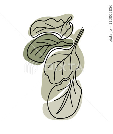 Sketchy drawing of spinach leaves in boho style. Botanical single line vintage drawing of vegetable. Contour line outline composition isolated on white background. Sketchy drawing of spinach leaves in boho style. Botanical single line vintage drawing of vegetable. Contour line outline composition isolated on white background. 113005856