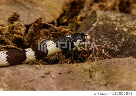 snake lampropeltis getula californiae 113005872