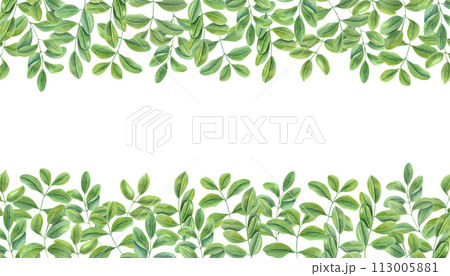 Green leaves. Horizontal frame of climbing Branches of Asian plant. Cassia, Wisteria. Copy space for text. Watercolor illustration isolated on white background. For postcards, greetings, invitation Green leaves. Horizontal frame of climbing Branches of Asian plant. Cassia, Wisteria. Copy space for text. Watercolor illustration isolated on white background. For postcards, greetings, invitation 113005881