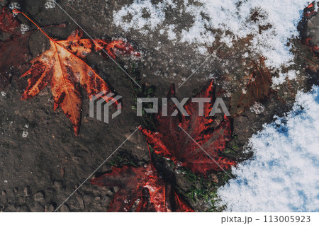 autumn orange maple leaf on asphalt frozen in ice in the first snow in winter 113005923