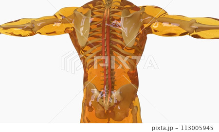 Spinalis Muscle anatomy for medical concept 3D rendering 113005945