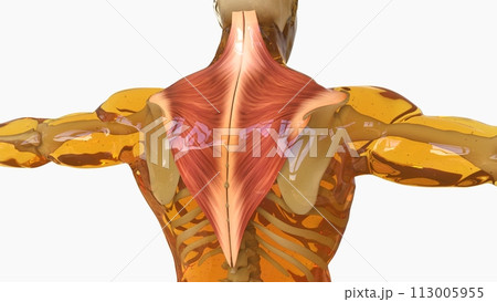 Trapezius Muscle anatomy for medical concept 3D rendering 113005955