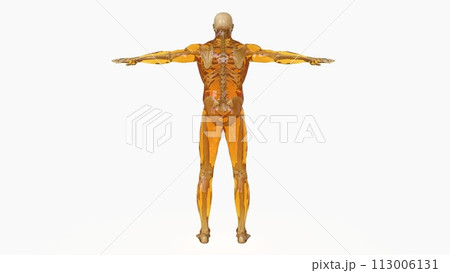 Human skeleton anatomy For Medical Concept 3d rendering Human skeleton anatomy For Medical Concept 3d rendering 113006131