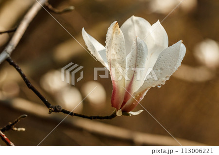 beautiful magnolia flowers with water droplets 113006221