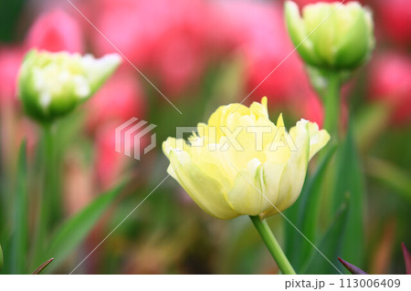 チューリップ ﾁｭｰﾘｯﾌﾟ 花 113006409