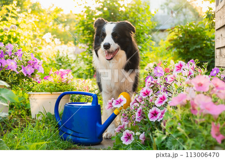 Outdoor portrait of cute dog border collie with watering can in garden background. Funny puppy dog as gardener fetching watering can for irrigation. Gardening and agriculture concept Outdoor portrait of cute dog border collie with watering can in garden background. Funny puppy dog as gardener fetching watering can for irrigation. Gardening and agriculture concept 113006470