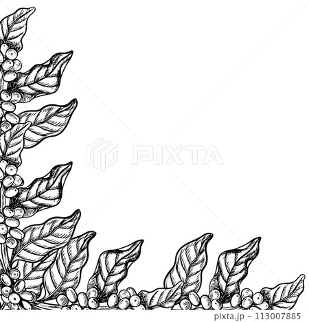 A frame made of coffee tree branches, black and white vector graphics, hand-drawn. Illustration on a white background. For banners, flyers and menus. For packaging, labels and postcards. 113007885