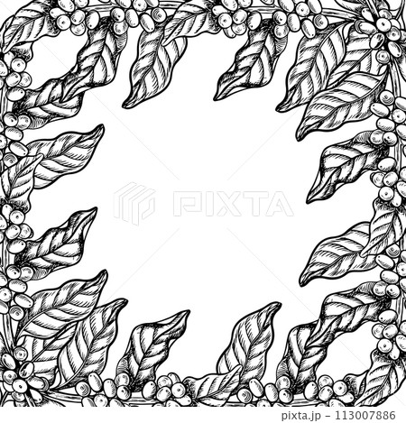 A frame made of coffee tree branches, black and white vector graphics, hand-drawn. Illustration on a white background. For banners, flyers and menus. For packaging, labels and postcards. 113007886