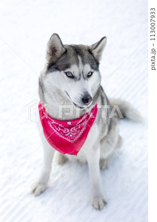 Husky dog with red scarf close-up, smiling Husky dog with red scarf close-up, smiling 113007933