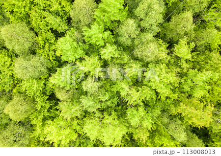 Top down aerial view of green summer forest with canopies of many fresh trees. Top down aerial view of green summer forest with canopies of many fresh trees. 113008013