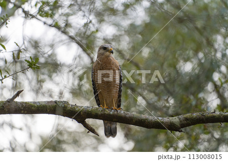 The red-shouldered hawk bird perching on a tree branch looking for prey to hunt in summer forest 113008015