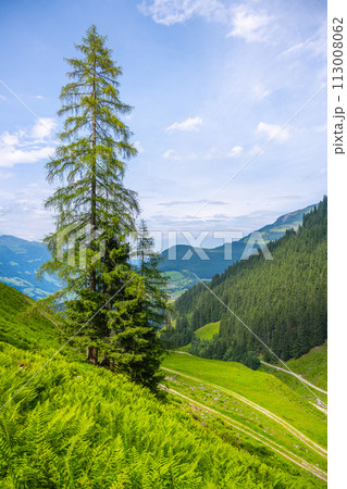 Lone tree rises above lush ferns with a backdrop of rolling hills and a clear blue sky. Lone tree rises above lush ferns with a backdrop of rolling hills and a clear blue sky. 113008062