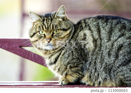 Portrait of a fat striped cat with green eyes 113008083