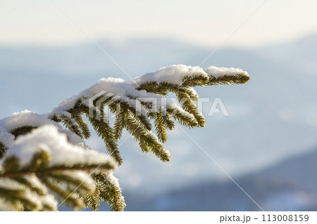 Close-up shot of pine tree branche with green needles covered with deep fresh clean snow on blurred blue outdoors copy space background. Merry Christmas and Happy New Year greeting postcard. 113008159