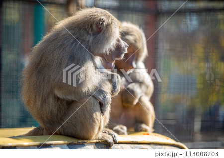 Baboon monkeys in a zoo on sunny day. 113008203