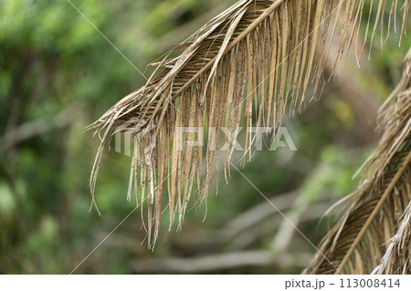 Dry dead palm tree on Florida home backyard 113008414