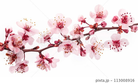 桜 桜 113008916