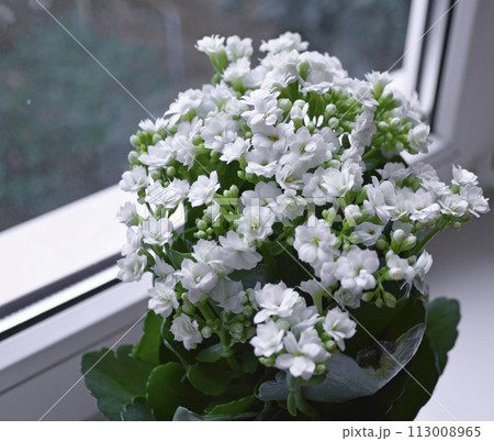 a beautiful indoor flower with a scattering of small white inflorescences 113008965