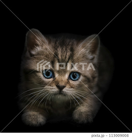 Portrait of a small striped kitten with blue eyes close-up 113009008