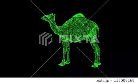 3D Camel on black background. Wild Animals concept. Circus and Zoo. Business advertising backdrop. For title, text, presentation. 3d animation 113009169