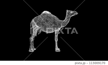 3D Camel on black background. Wild Animals concept. Circus and Zoo. Business advertising backdrop. For title, text, presentation. 3d animation 3D Camel on black background. Wild Animals concept. Circus and Zoo. Business advertising backdrop. For title, text, presentation. 3d animation 113009170