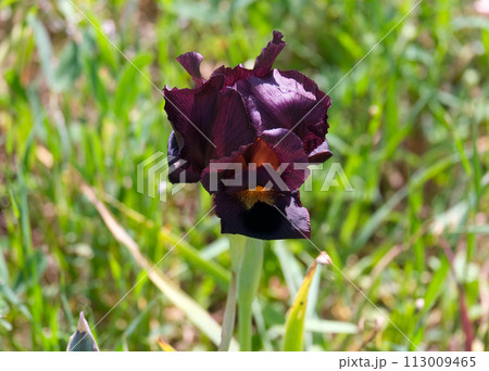 Iris purple (lat. - Iris atropurpurea), endemic in the Israel Iris purple (lat. - Iris atropurpurea), endemic in the Israel 113009465