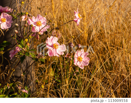 Anemone tomentosa Robustissima, or Grapeleaf Anemone in flower during the autumn 113009558