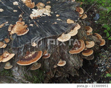 ホウロクタケの生態写真 ホウロクタケの生態写真 113009951