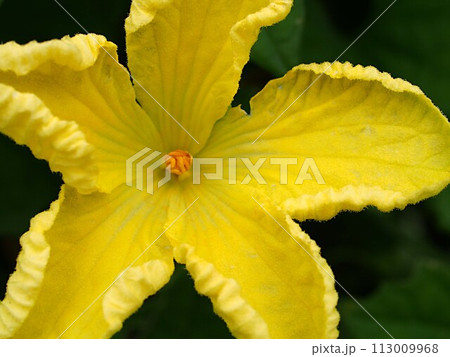 カボチャの花のアップ カボチャの花のアップ 113009968