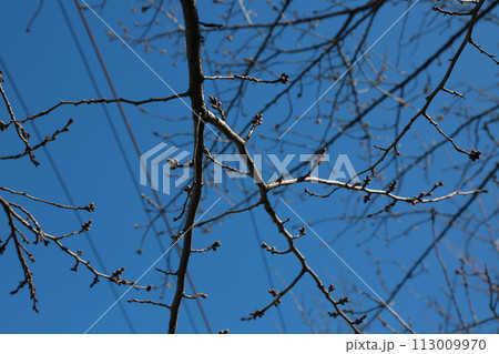 近所を歩いた 113009970