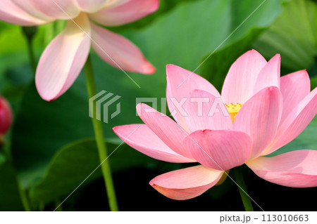 ピンクの花びらの蓮の花 113010663