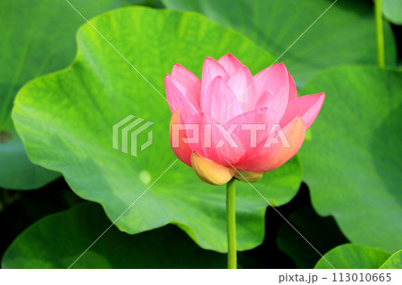開花した蓮の花 113010665