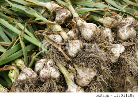 ニンニク 収穫 採れたて ニンニク 収穫 採れたて 113011198