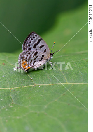 ウスイロオナガシジミ 113011211