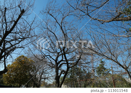 近所を歩いた 近所を歩いた 113011548