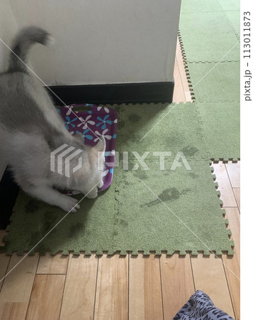 シベリアンハスキー 113011873