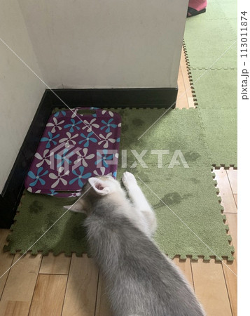 シベリアンハスキー 113011874