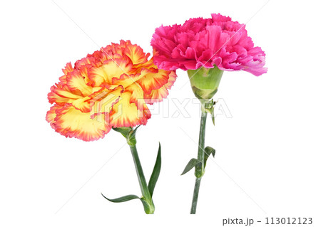 【カーネーション】 (深度合成) 113012123