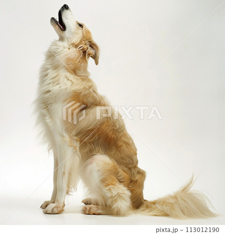 ボルゾイ image of Borzoi No2-10 113012190