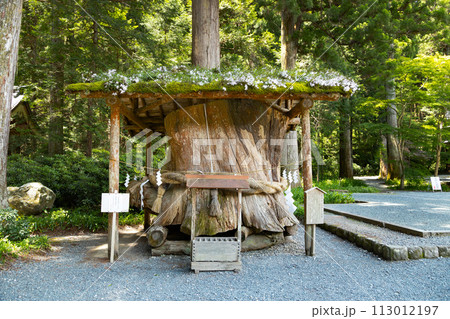 遠江国一宮 小國神社　御神木　大杉の根株 113012197