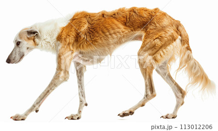 ボルゾイ image of Borzoi No1-2のイラスト素材 [113012206] - PIXTA