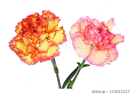 【カーネーション】 (深度合成) 113012227