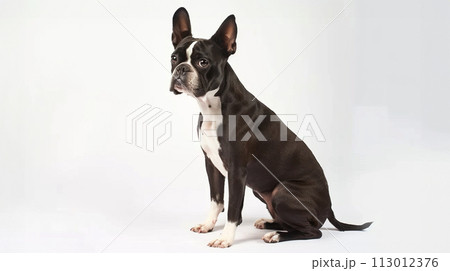 ボストン・テリア image of Boston Terrier No1-17 113012376