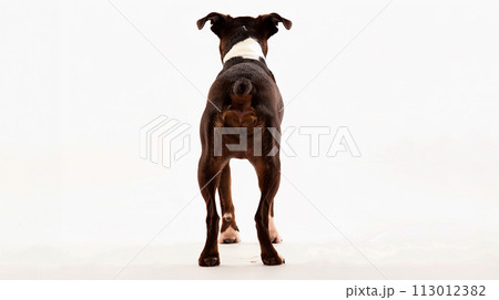 ボストン・テリア image of Boston Terrier No1-21 113012382